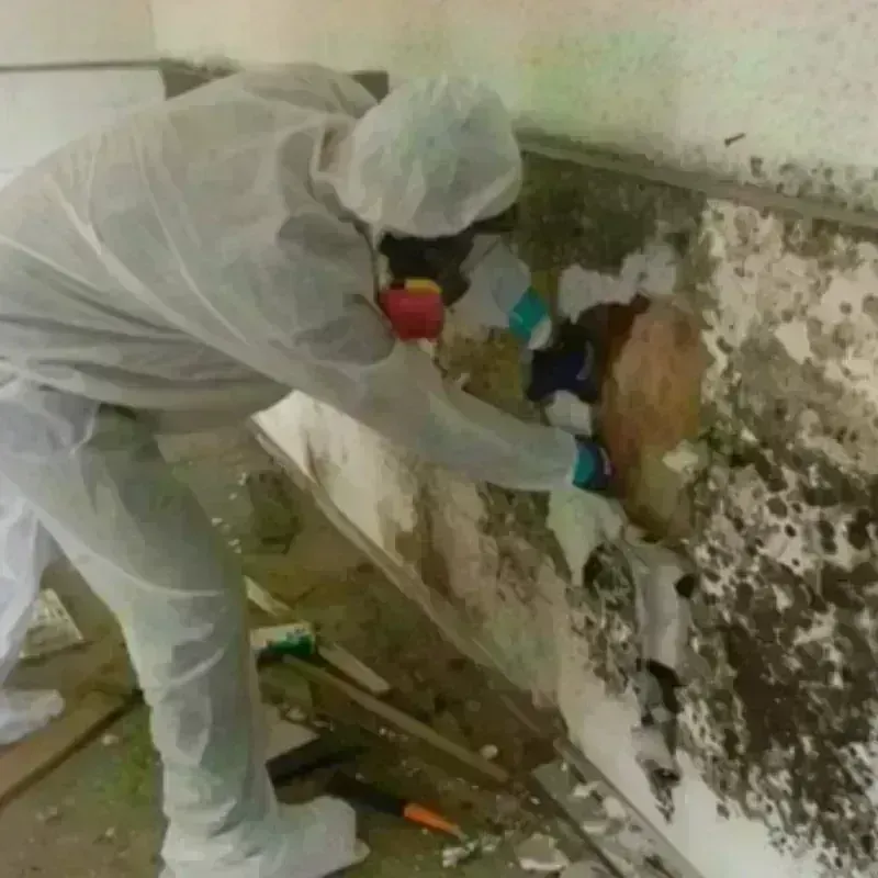 Mold Remediation and Removal in Chewelah, WA